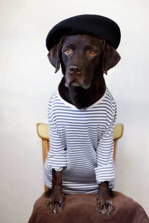 Elegant adult labrador sits on a chair in human clothes.の写真素材