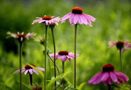 Abstract Floral colourful garden sceneの写真素材