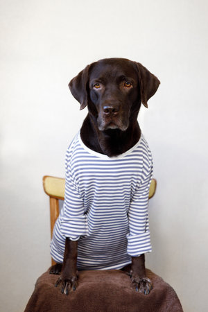 A brown labrador sits on a chair in a t-shirt.の写真素材