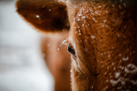 Close up of snowflakes on a cow's eyelashes in winterの写真素材