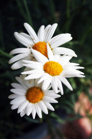 Abstract floral summer garden sceneの写真素材