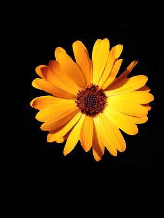 Abstract Floral colourful garden sceneの写真素材
