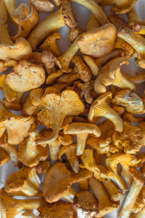 A pattern of fresh chanterelles in the daylight.の写真素材