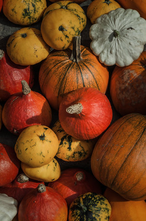 Harvest pumpkins and patissons in the sunlight.の写真素材
