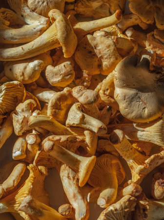 A pattern of fresh chanterelles in the sunlight.の写真素材