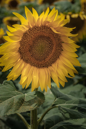 A large sunflower flower in the field.の写真素材