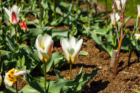 Tulipa - Whisper flowers grow and bloom in the botanical garden.の写真素材