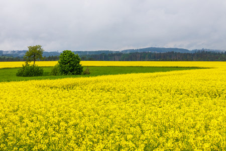 Yellow field of flowering rape and trees against a sky with clouds. Rapeseed fields panorama.の写真素材