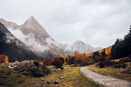 Path in a forest with mountains in the background in autumnの写真素材