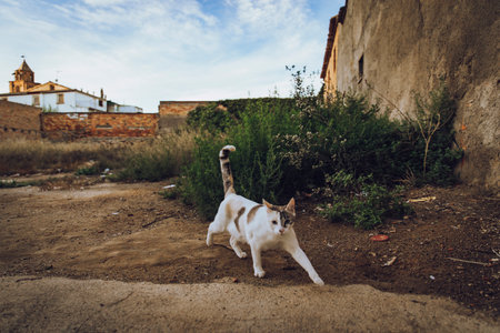 white cat walking down the streetの写真素材