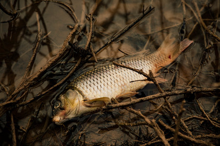 Dead fish on the edge of a swamp due to pollutionの写真素材