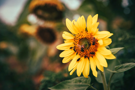 Close-up of Bees pollinating a sunflowerの写真素材