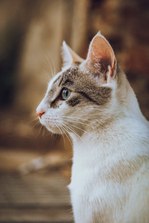 White cat with gray eyes looking to the sideの写真素材