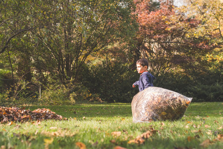 Young boy pulling a large bag of leaves.の写真素材