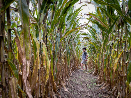 Young boy in standing between cornstalks.の写真素材