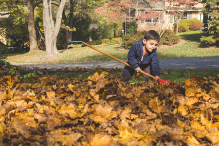 Young boy raking golden leaves.の写真素材