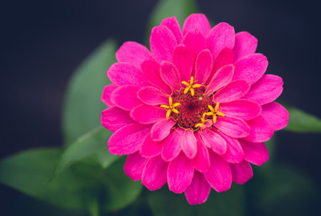 Close up of bright pink zinnia flower blooming in a garden.の写真素材