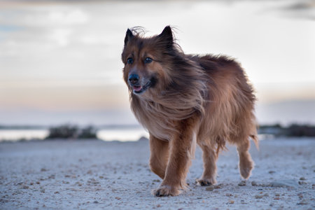 Walk with Kala in Las Salinas de Santa Pola  Alicante  Spainの写真素材