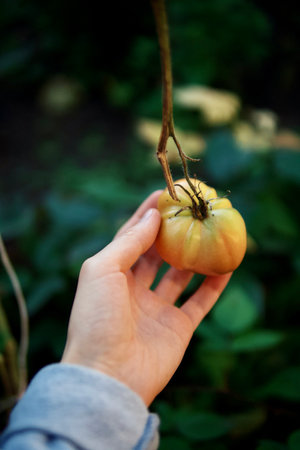 Close-up of organic tomatoes in gardenの写真素材