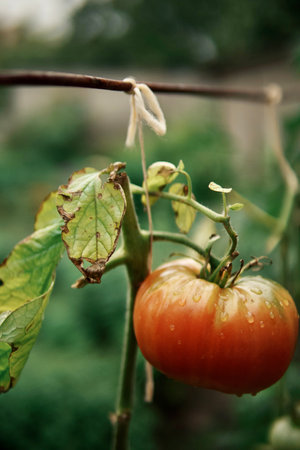 Close-up of organic tomatoes in gardenの写真素材