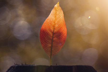 brown tree leaf in the nature  autumn leaves and autumn colorsの写真素材