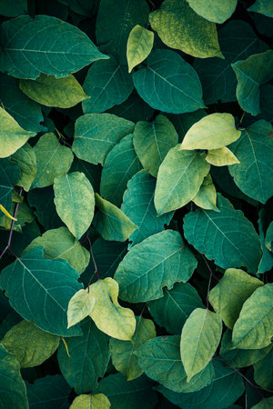green plant leaves in spring season  green backgroundの写真素材