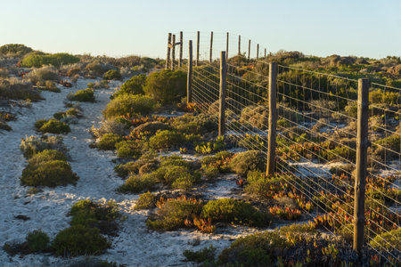 Sandy trail among thickets of succulents along a metal fenceの写真素材