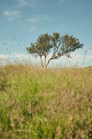 Grassy meadow with tree in summerの写真素材