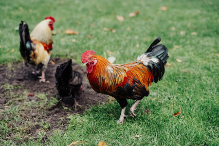 Colorful rooster free in a park on a hot dayの写真素材