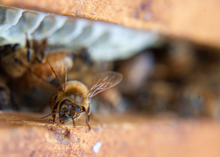 Honeybees busy working at their beehive.の写真素材