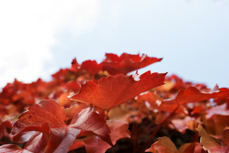 view of maple leaves growing on a wallの写真素材