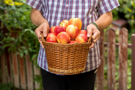 Mans hands with basket full freshly harvested apples. Gala apples.の写真素材