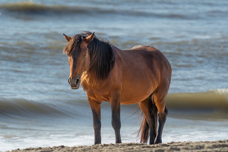 A Corolla Wild Mustang stands on the beach with ocean waves behindの写真素材