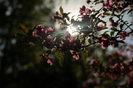 Flowering of apple trees in garden. Flowers in sunlight.の写真素材