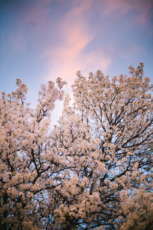 White blossom spring tree with pink sunset cloundsの写真素材