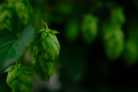 Green hop cones on plantation in sunlight raysの写真素材