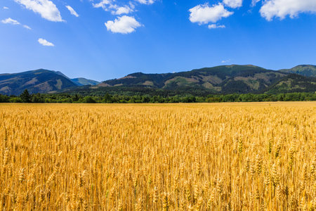 Gold wheat field on mountains background. Ripening ears of wheat fieldの写真素材