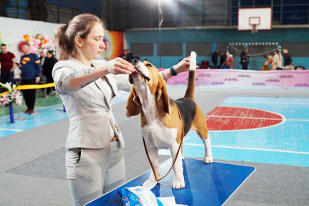 A female handler with a beagle dog at the exhibitionのeditorial素材