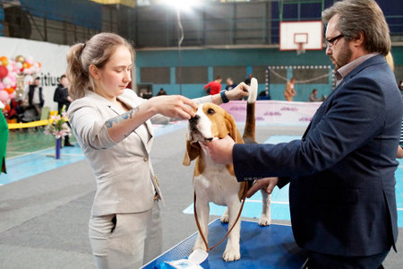 A female handler with a beagle dog at the exhibitionのeditorial素材
