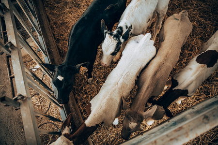 young calves within a stable from aboveのeditorial素材
