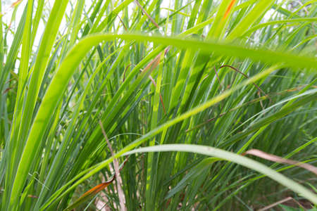 Leaves the lemongrassの写真素材