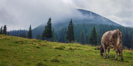 A pasture in a slope in Carpathiansの写真素材