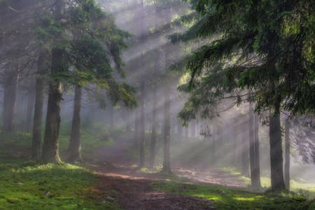 Sunny rays in a Carpathian wood in Ukraine