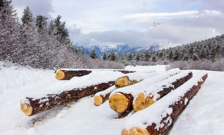 Mountain vale with logsの写真素材