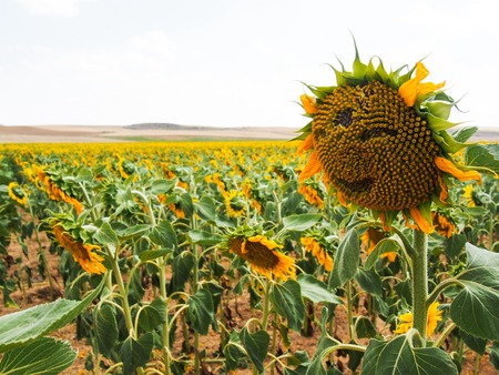 Happy sunflowerの写真素材
