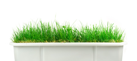 Big white flowerpot with green grassの写真素材