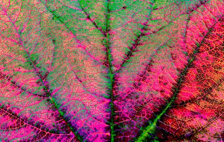 Close up background texture of leaf veins, colour effects applied for psychedelic greens and pinks.