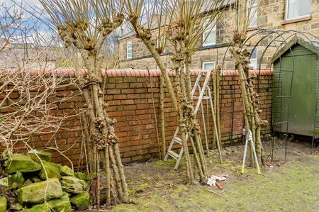 Winter pruning of living willow pergola. Part way through cutting back of last years growth to leave...