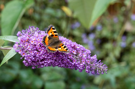 Small Tortoiseshell butterfly (Aglais urticae) feeding on Buddleia flower (also known as Butterfly...
