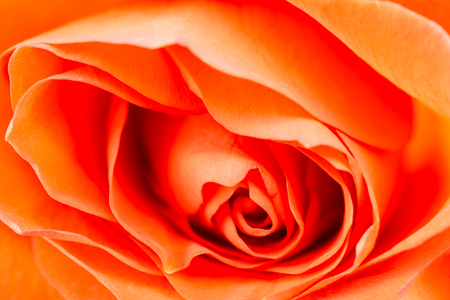 Close up of orange rose flower. Soft shallow focus for romantic effect.の写真素材